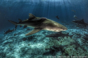 Lemon Shark anticipation and welcome at Tiger Beach Bahamas by Steven Anderson 